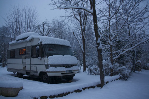 Nettle, in the snow